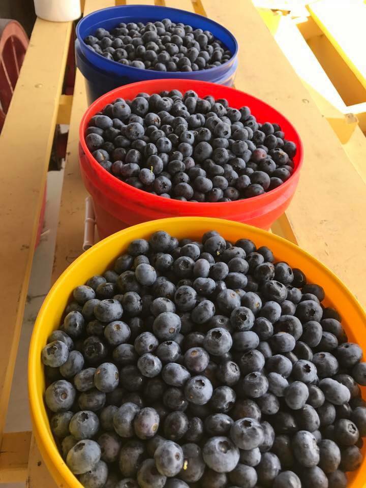 Blueberries at Emery's Farm, New Egypt, NJ