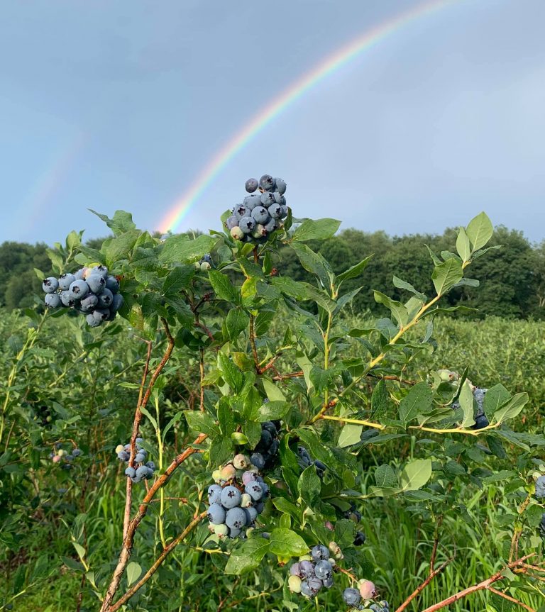 Emery's UPick Blueberry Farm & Country BakeryNew Egypt, NJ