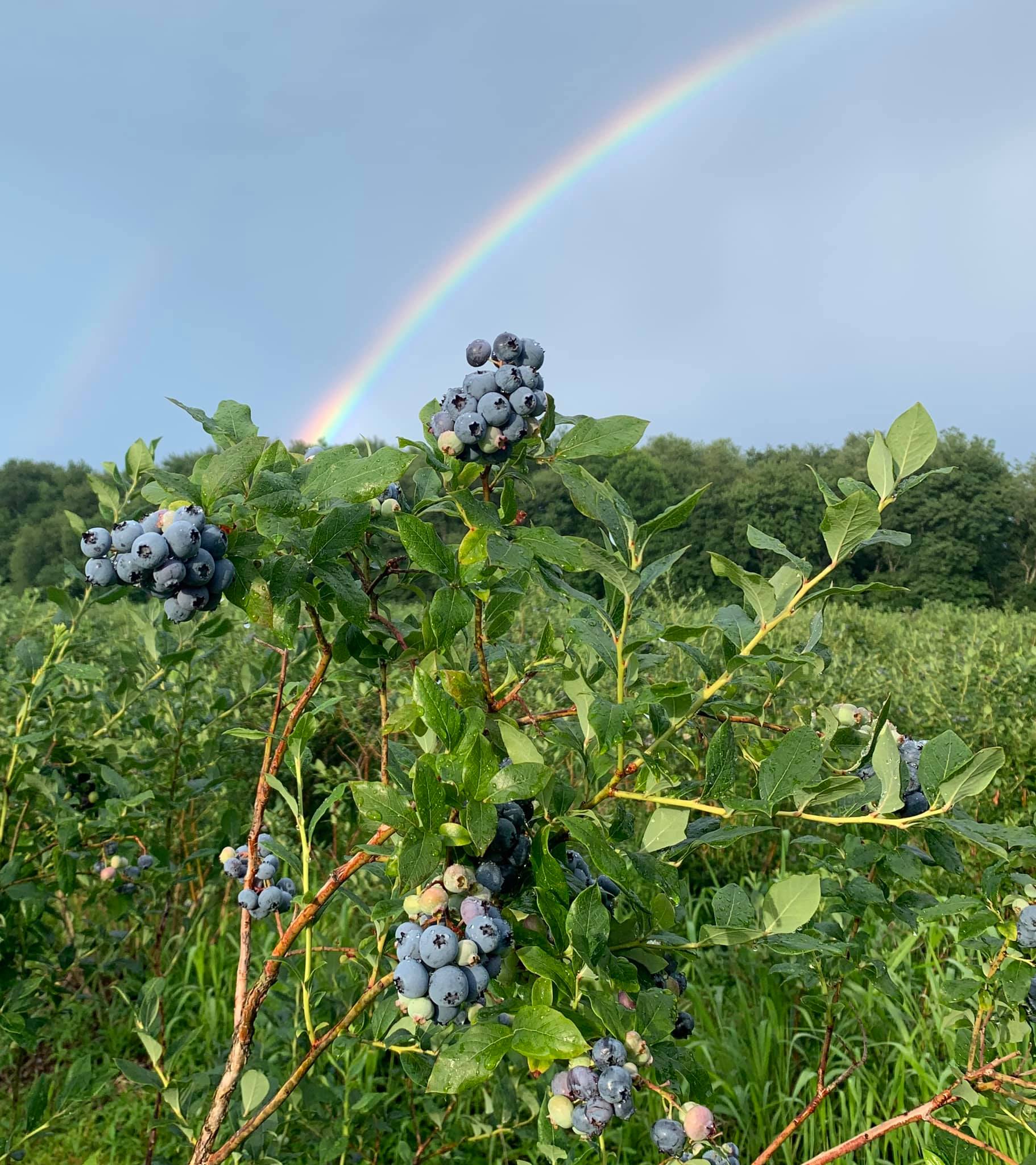 U-Pick Blueberries at Emery's Farm, New Egypt, NJ