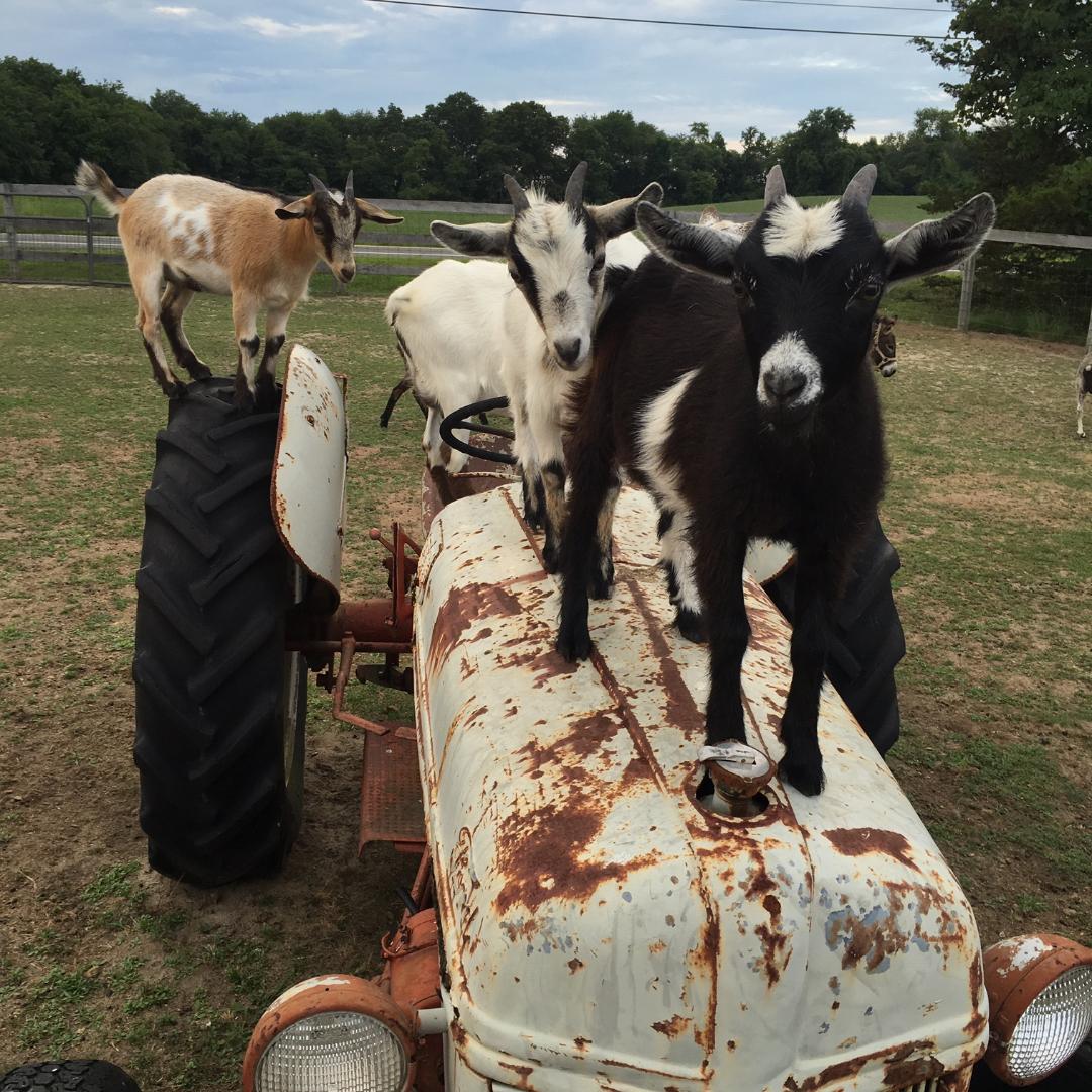 Emery's Farm - Goats