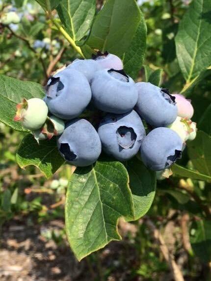 U-Pick Blueberries at Emery's Farm, New Egypt, NJ